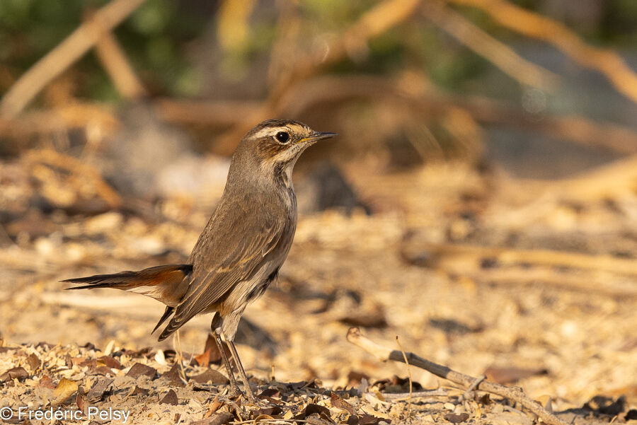 Bluethroat