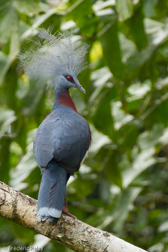 Sclater's Crowned Pigeonadult, aspect