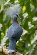 Sclater's Crowned Pigeon