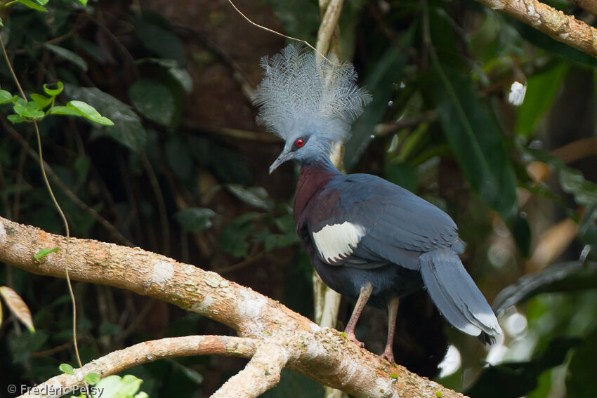 Sclater's Crowned Pigeonadult