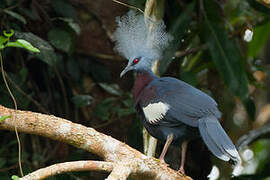 Sclater's Crowned Pigeon