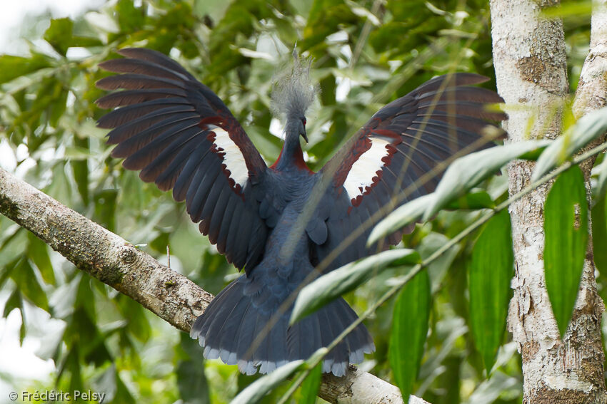 Sclater's Crowned Pigeonadult