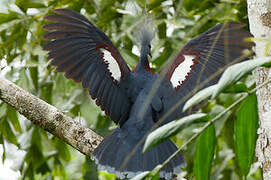 Sclater's Crowned Pigeon