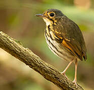 Streak-chested Antpitta