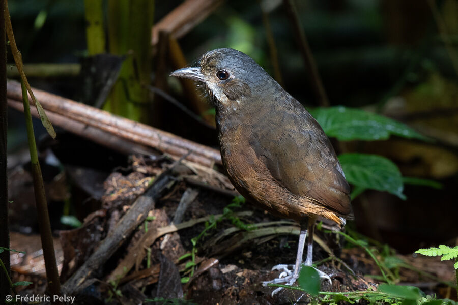 Moustached Antpitta