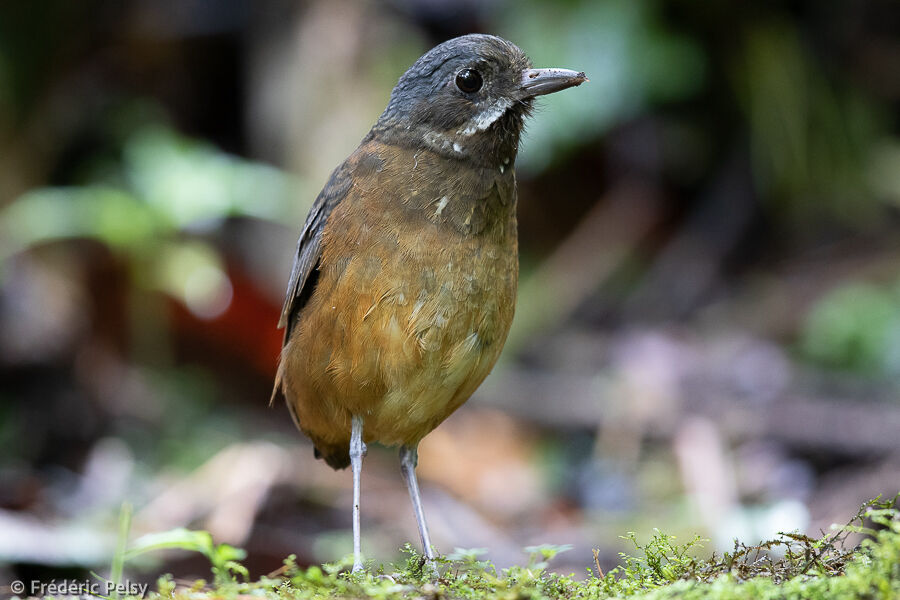 Moustached Antpitta