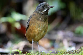 Moustached Antpitta