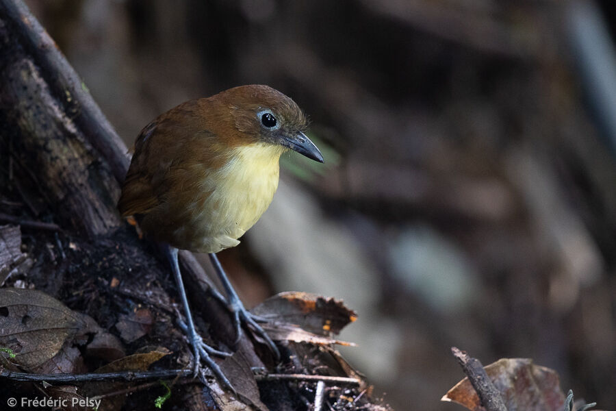 Yellow-breasted Antpitta