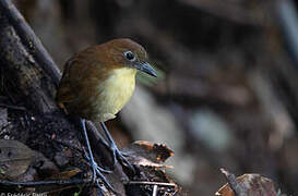 Yellow-breasted Antpitta