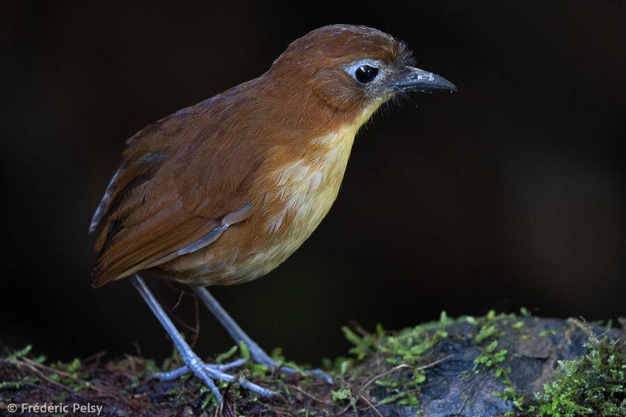 Yellow-breasted Antpitta