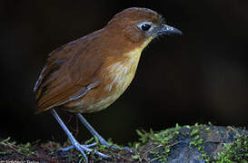 Yellow-breasted Antpitta