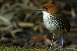 Chestnut-crowned Antpitta