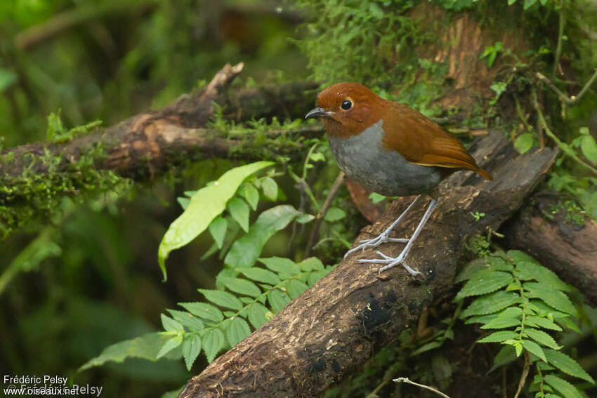 Bicolored Antpittaadult, habitat, pigmentation, Behaviour