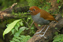 Bicolored Antpitta