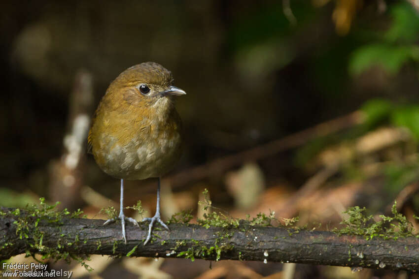 Brown-banded Antpittaadult, habitat