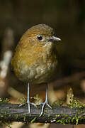 Brown-banded Antpitta