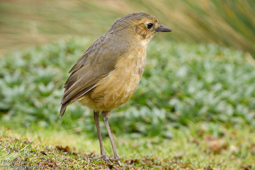 Tawny Antpittaadult, identification