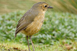 Tawny Antpitta