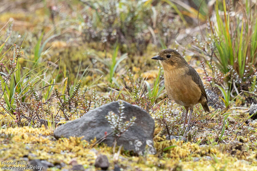 Grallaire de Quito, habitat, pigmentation