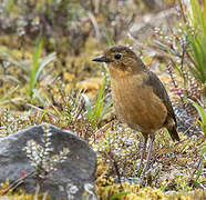 Tawny Antpitta