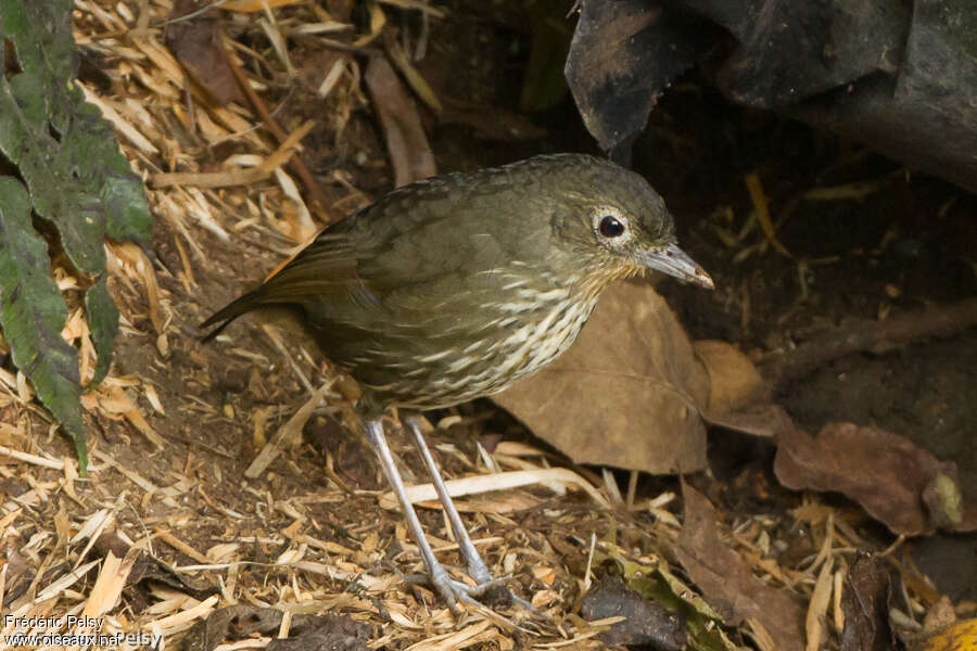 Grallaire des Santa Marta, identification