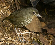 Santa Marta Antpitta