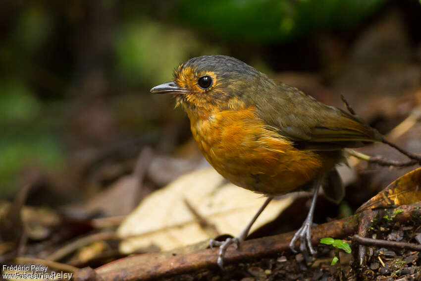 Slaty-crowned Antpittaadult, identification