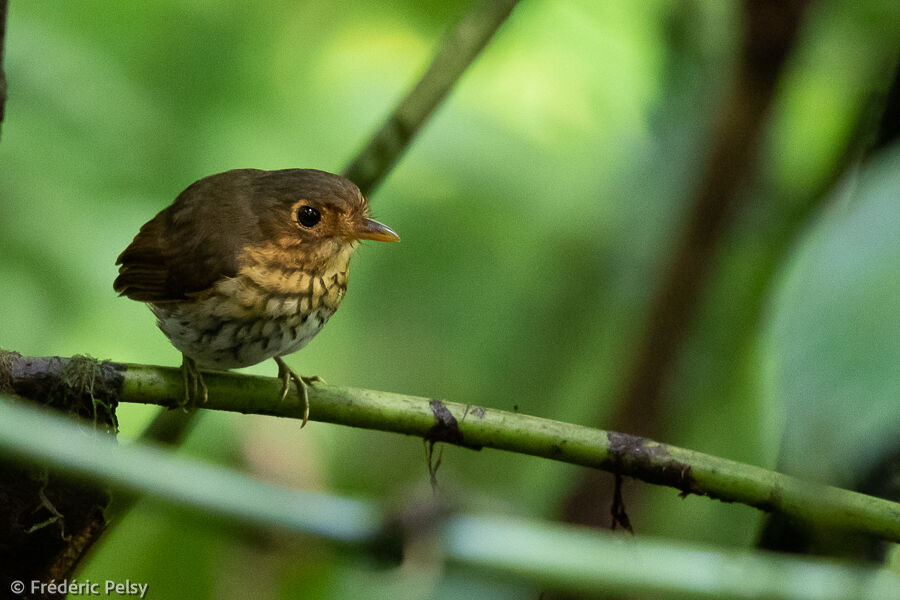 Ochre-breasted Antpitta