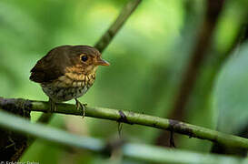 Ochre-breasted Antpitta