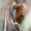 Grallaire rousse
