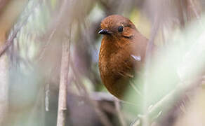 Rufous Antpitta