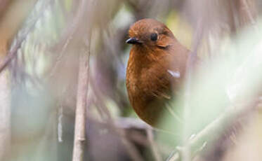 Grallaire rousse