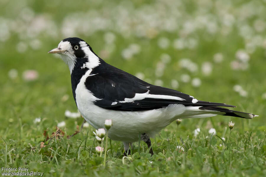 Gralline pie femelle adulte, identification