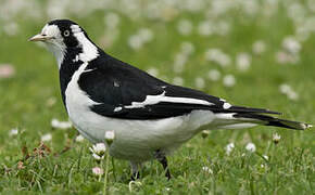 Magpie-lark