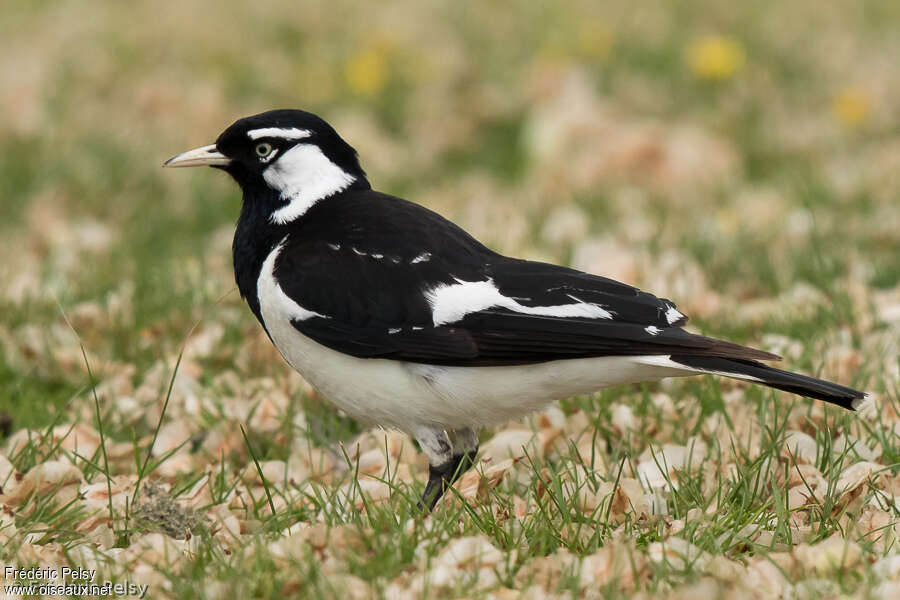 Magpie-lark male adult