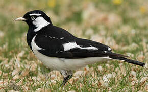 Magpie-lark