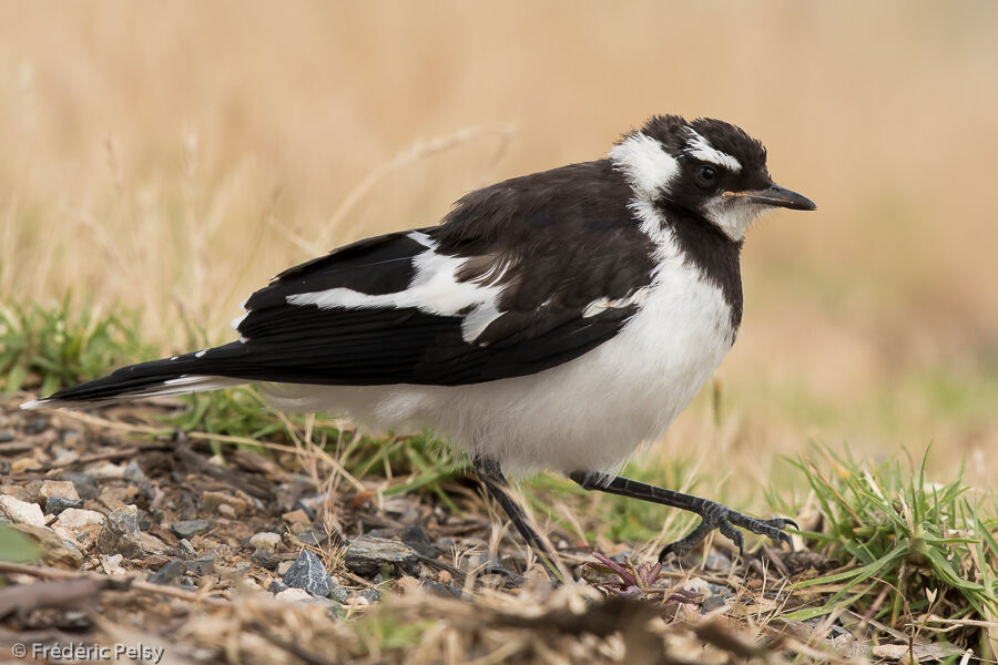 Magpie-larkjuvenile