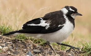 Magpie-lark