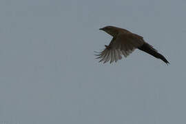 Fan-tailed Grassbird