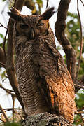 Great Horned Owl