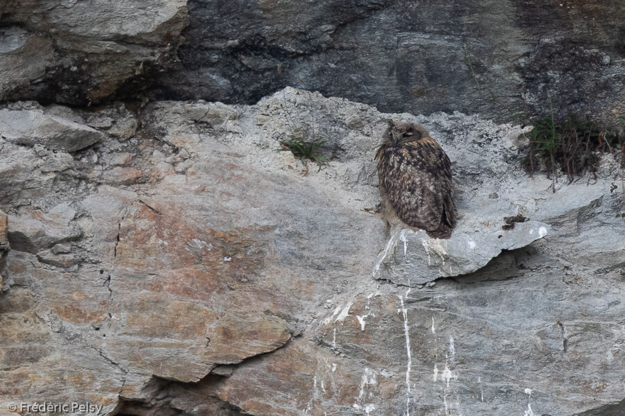 Eurasian Eagle-OwlPoussin