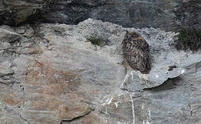 Eurasian Eagle-Owl