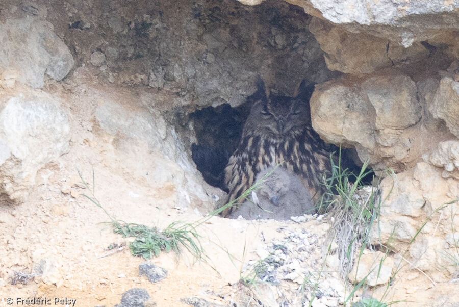 Eurasian Eagle-Owl, Reproduction-nesting