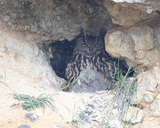 Eurasian Eagle-Owl