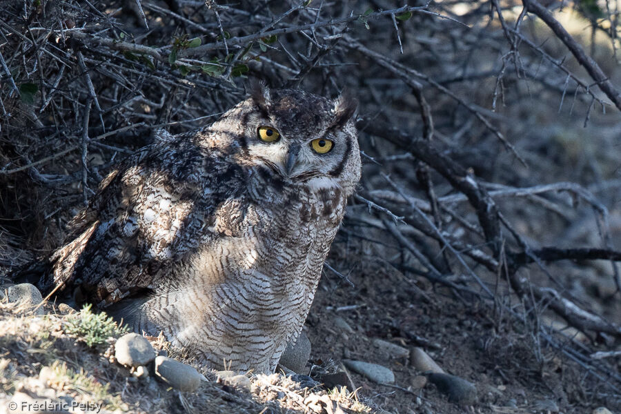 Lesser Horned Owladult