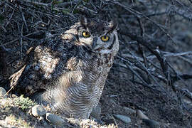 Lesser Horned Owl