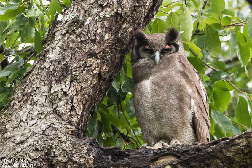 Verreaux's Eagle-Owladult, habitat