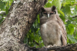 Verreaux's Eagle-Owl