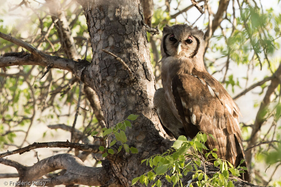 Verreaux's Eagle-Owl