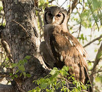 Verreaux's Eagle-Owl